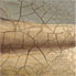 Old Look Art Reproductions