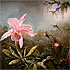 Cattleya Orchid and Three Brazilian Hummingbirds - Heade - Home