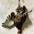 Dead Partridge - Weenix - Customer Comments