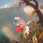 Art Reproductions Example - An Amethyst Hummingbird with a White Orchid