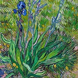 Seidenschal | Die Iris | Vincent van Gogh | Originalgemälde Thumb